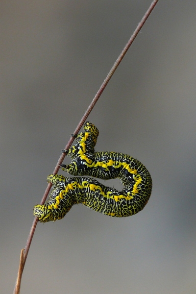 881 - CATERPILLAR ON A GRASS - BRICELJ BOGDAN - slovenia.jpg